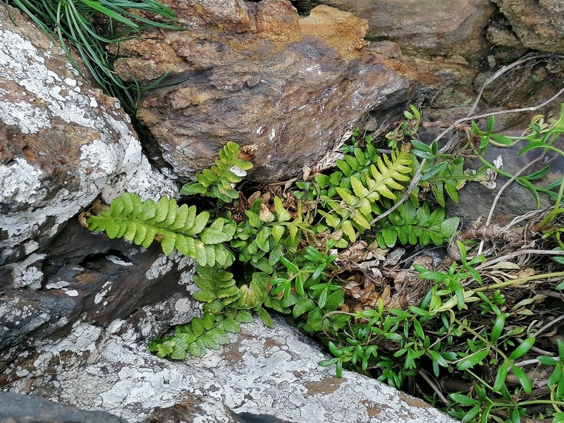 Asplenium marinum photo 7