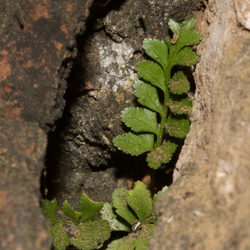 Asplenium marinum photo 2
