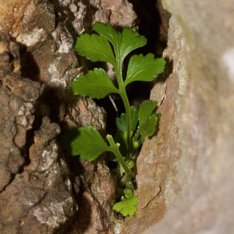 Asplenium marinum photo 3