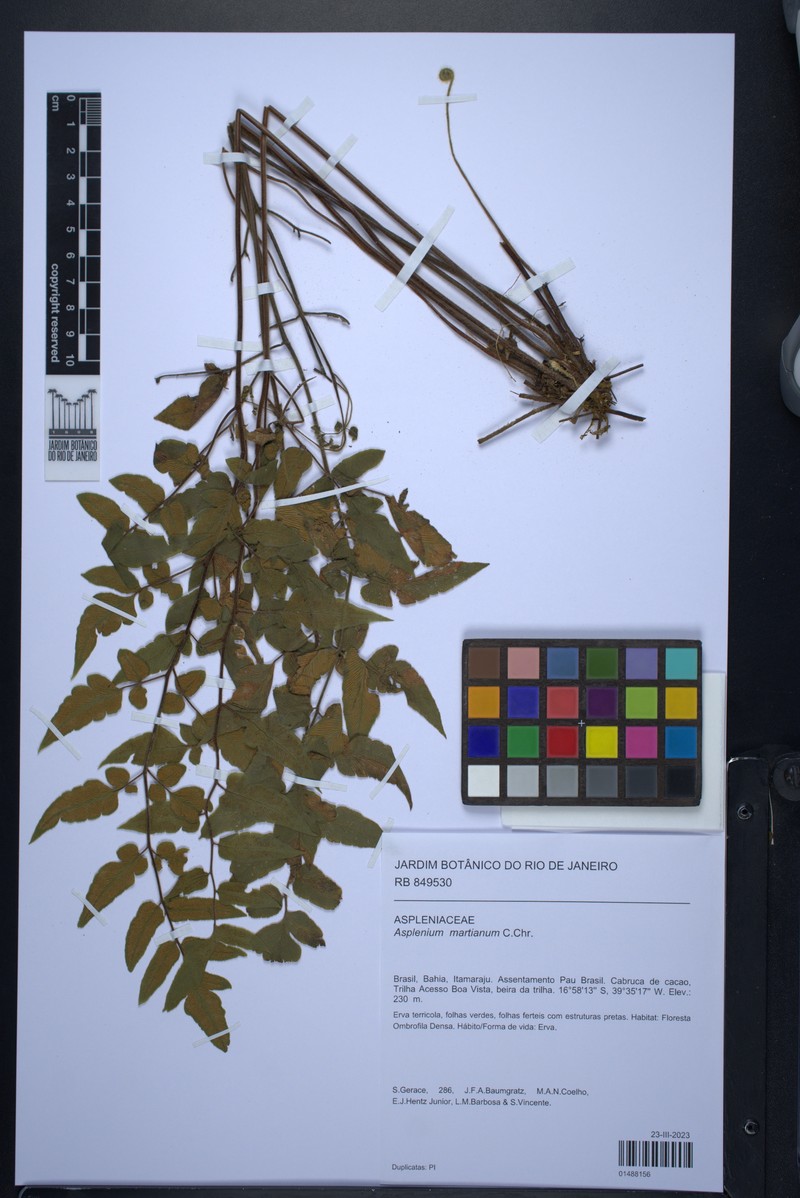 Asplenium martianum