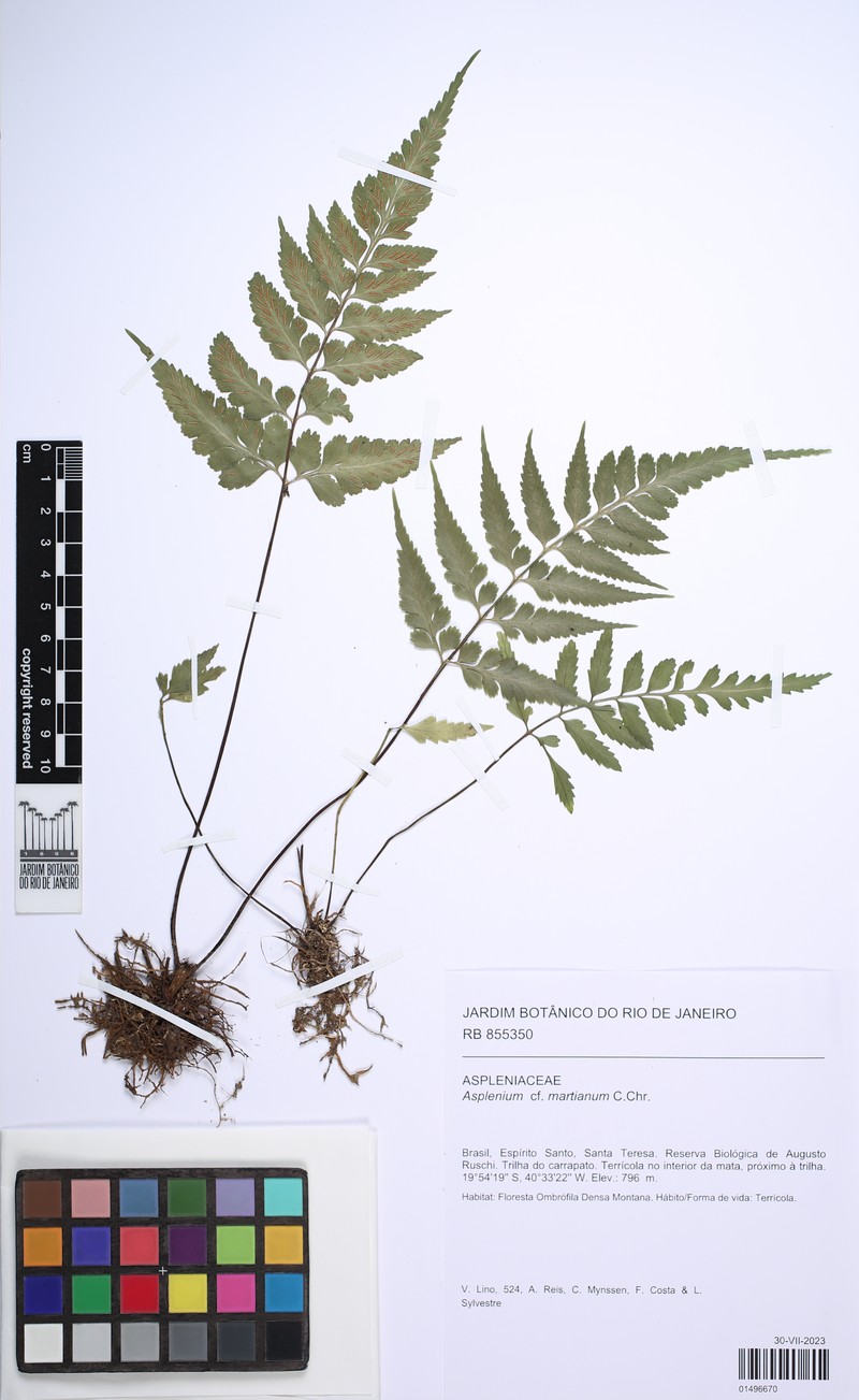 Asplenium martianum photo 2