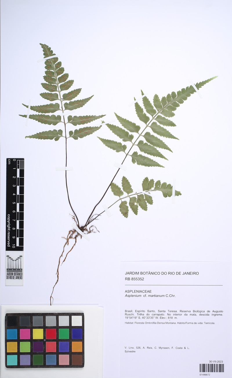 Asplenium martianum photo 3