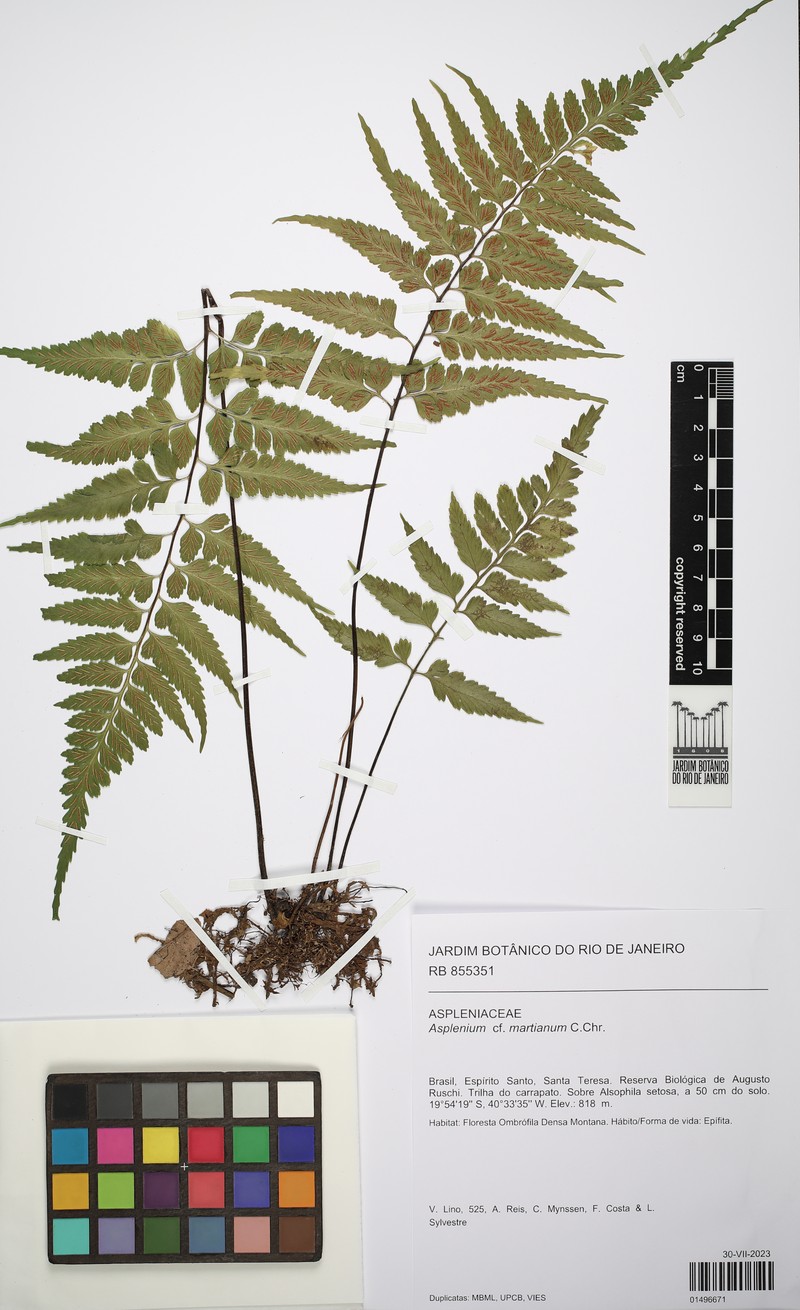 Asplenium martianum photo 4