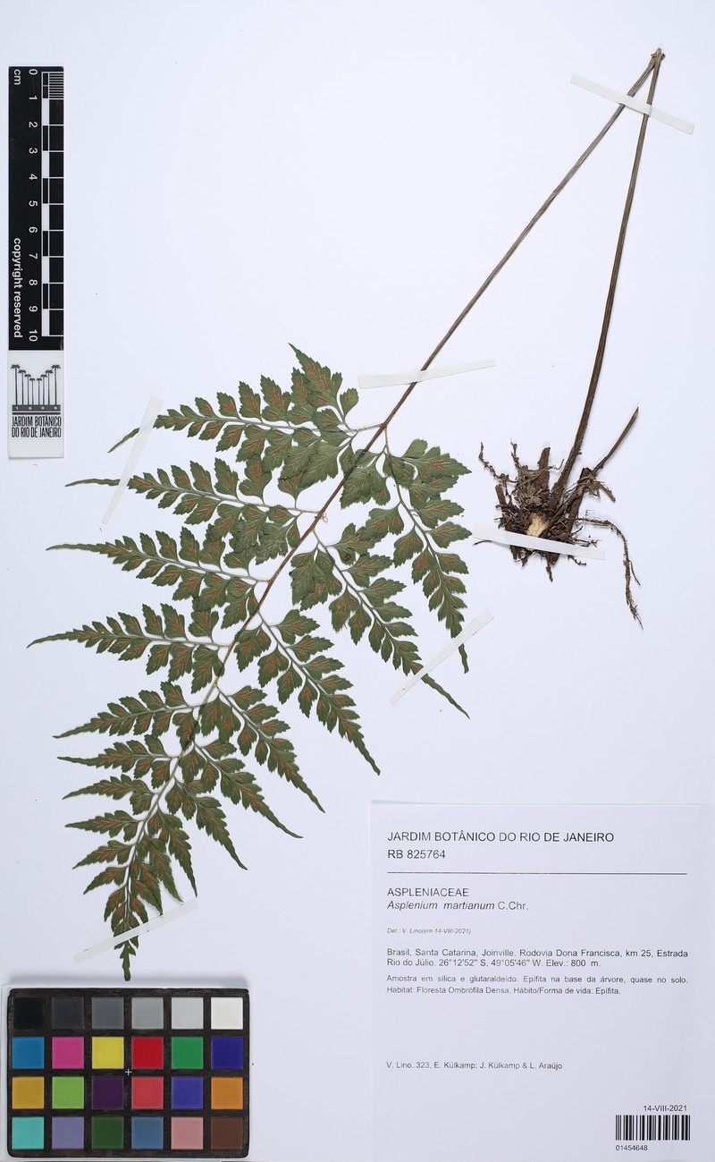 Asplenium martianum photo 5