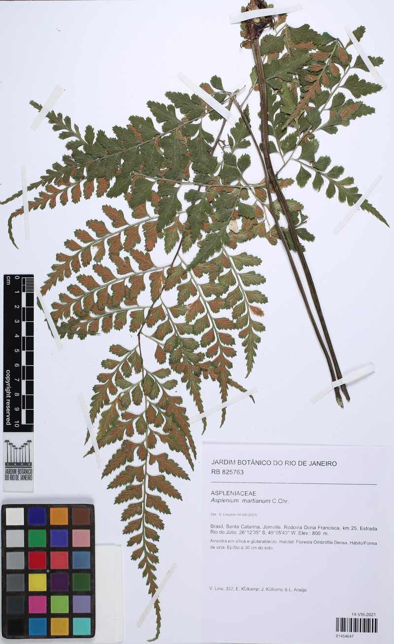 Asplenium martianum photo 6