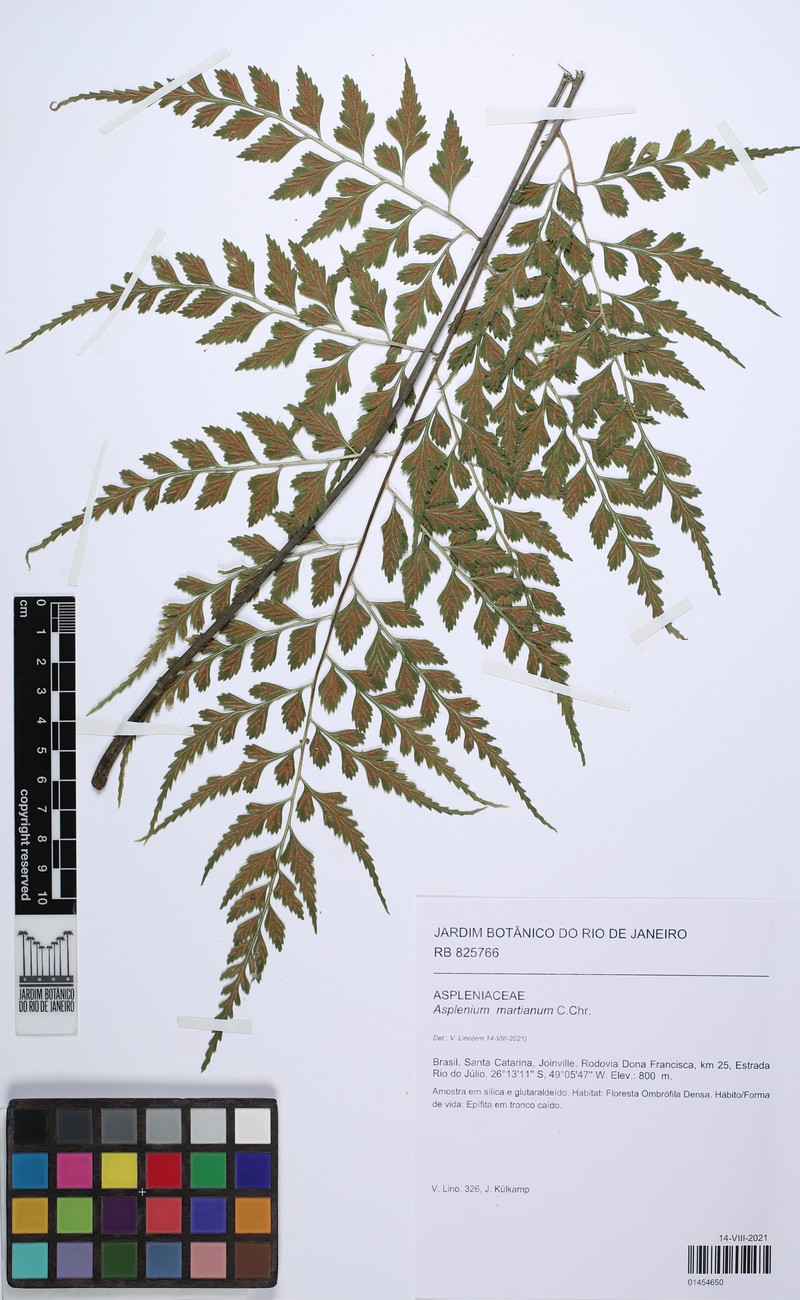 Asplenium martianum photo 7