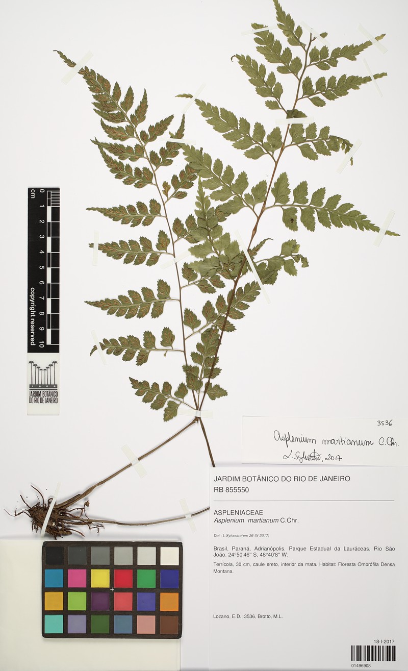 Asplenium martianum photo 8