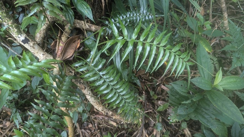 Asplenium matsumurae photo 3