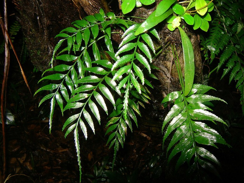 Asplenium matsumurae photo 4