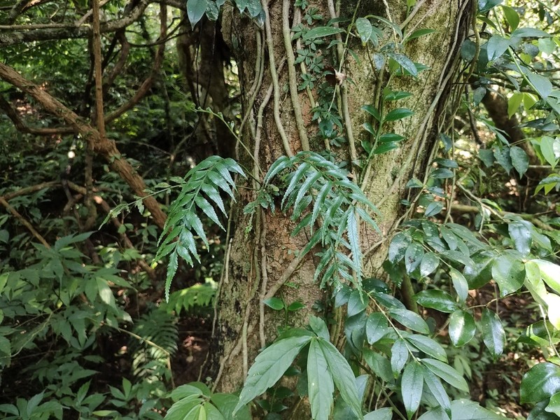 Asplenium matsumurae photo 5