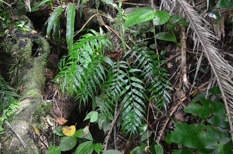 Asplenium matsumurae photo 6
