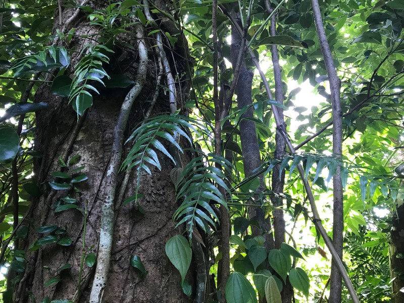 Asplenium matsumurae photo 7
