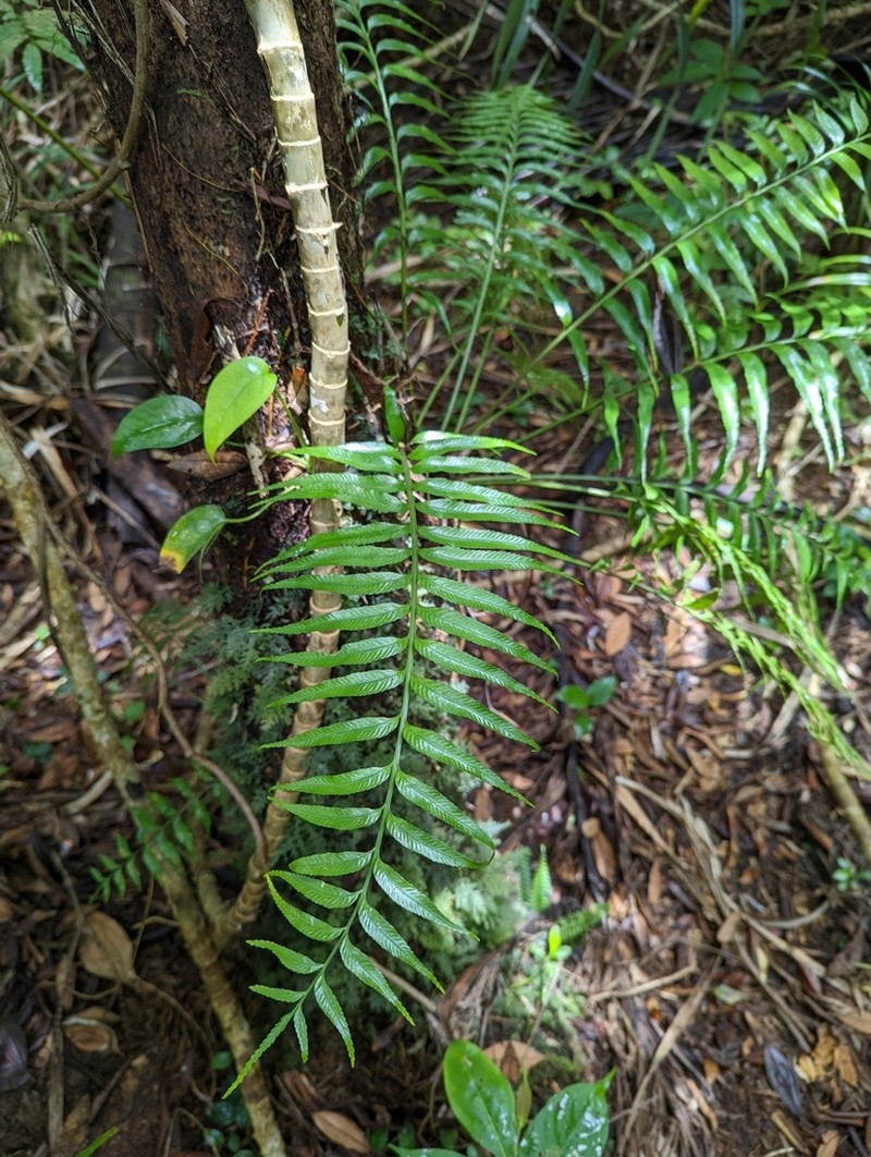 Asplenium matsumurae photo 8