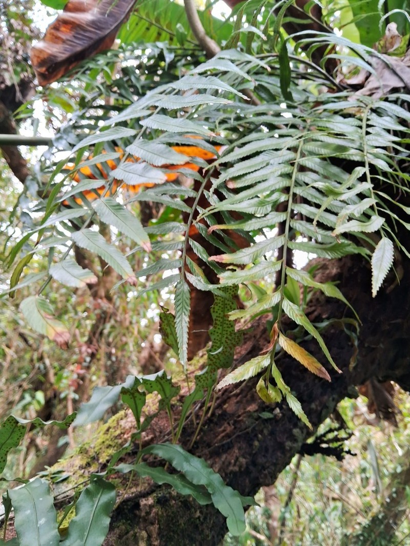 Asplenium matsumurae