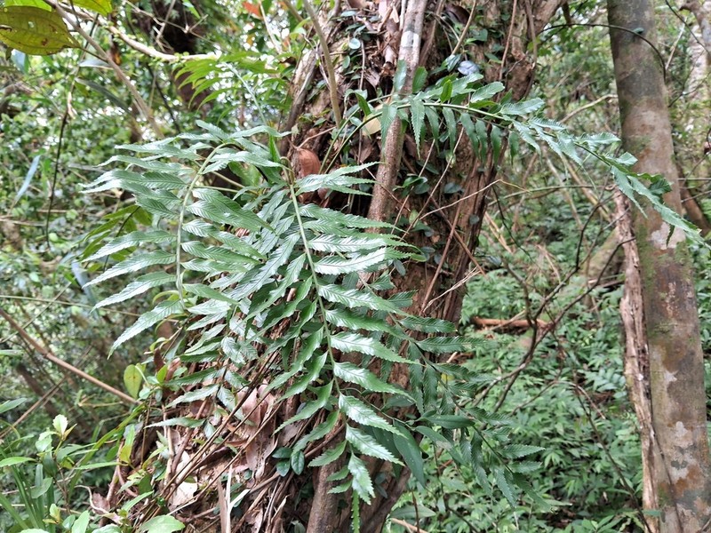 Asplenium matsumurae photo 2