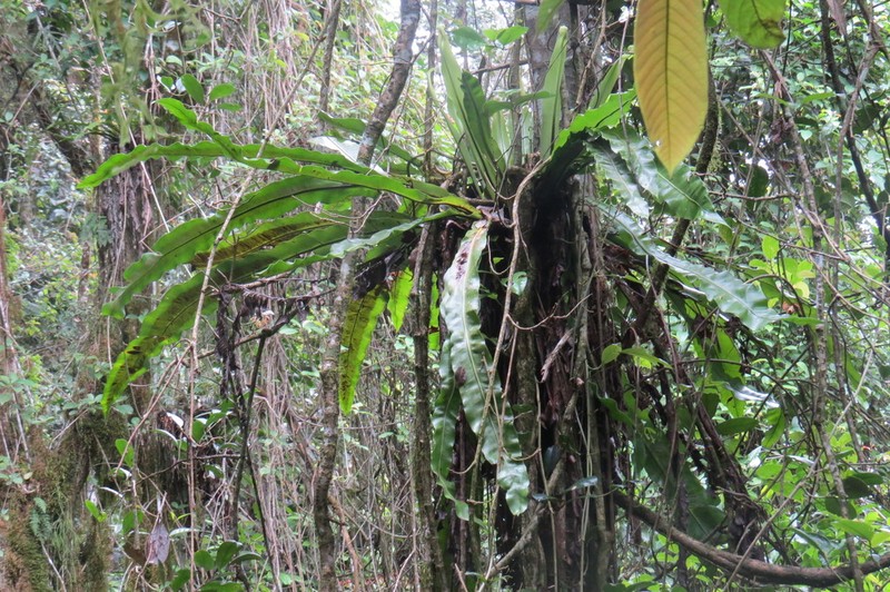 Asplenium mauritianum photo 4