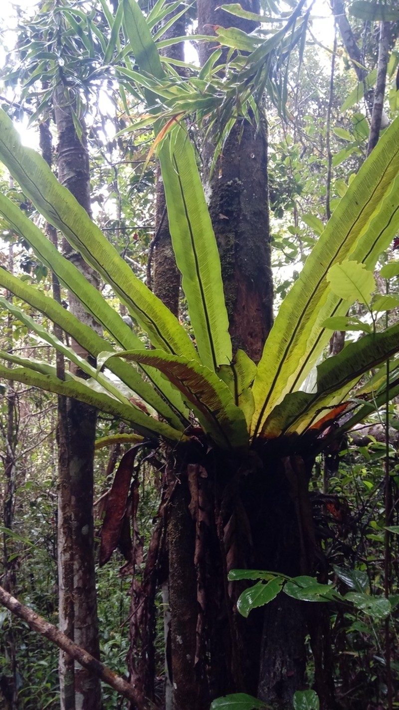 Asplenium mauritianum photo 5
