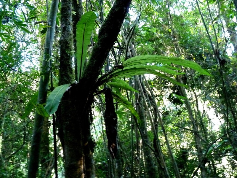 Asplenium mauritianum photo 6