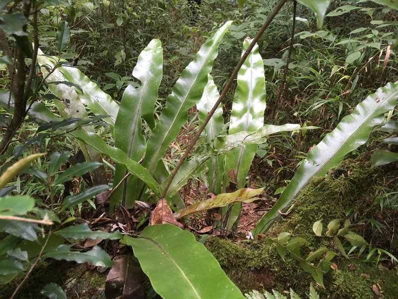 Asplenium mauritianum photo 7