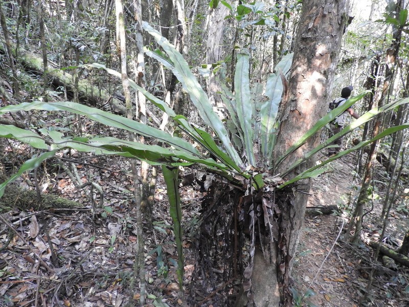 Asplenium mauritianum photo 8
