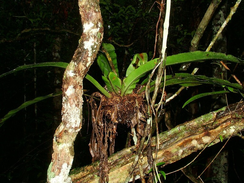Asplenium mauritianum
