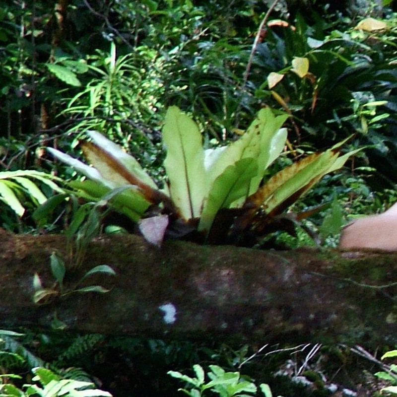 Asplenium mauritianum photo 2