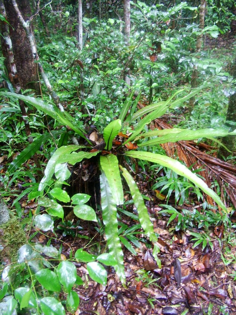 Asplenium mauritianum photo 3