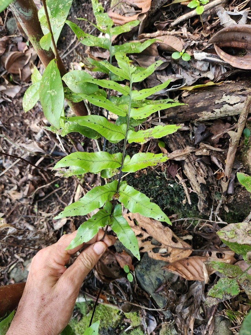 Asplenium mauritiensis
