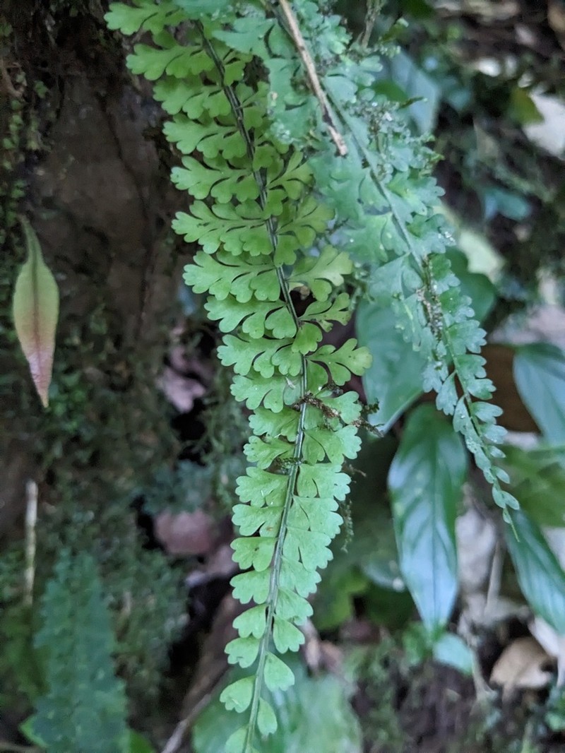 Asplenium maxonii