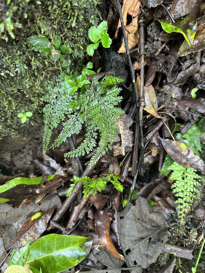 Asplenium maxonii photo 2