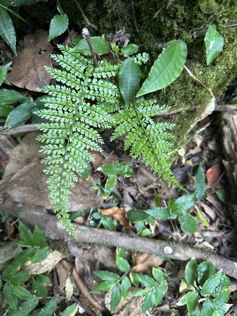Asplenium maxonii photo 3