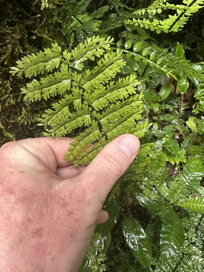 Asplenium maxonii photo 4