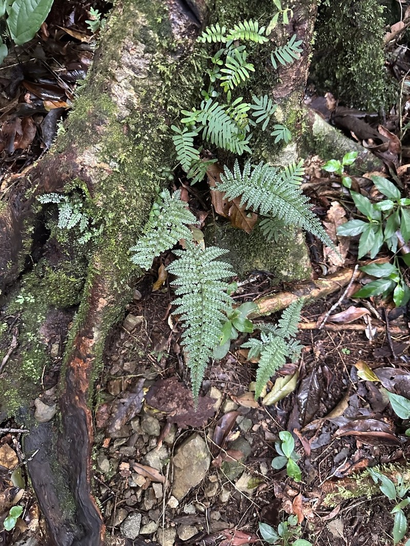 Asplenium maxonii photo 5