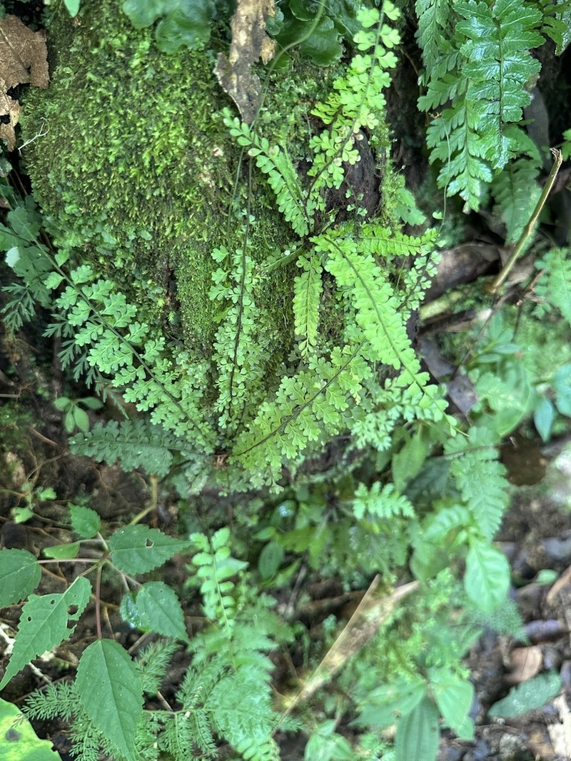 Asplenium maxonii photo 6