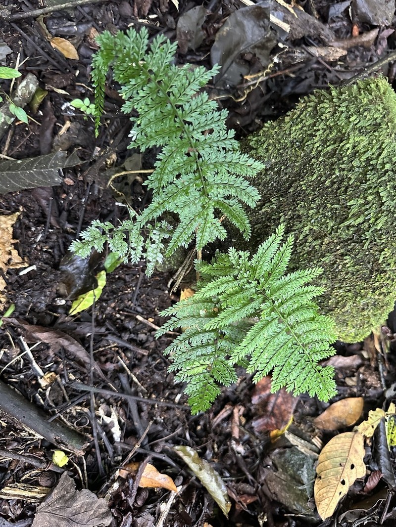 Asplenium maxonii photo 7