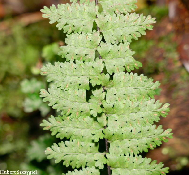 Asplenium maxonii photo 8