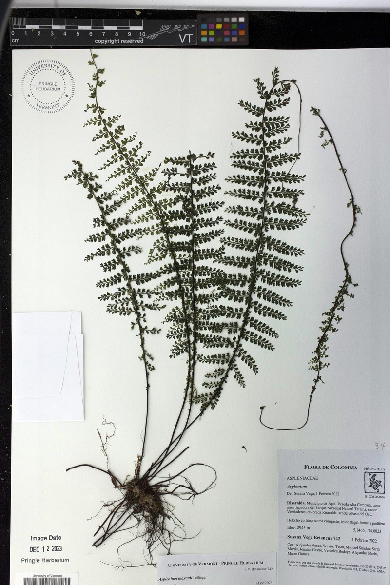 Asplenium maxonii