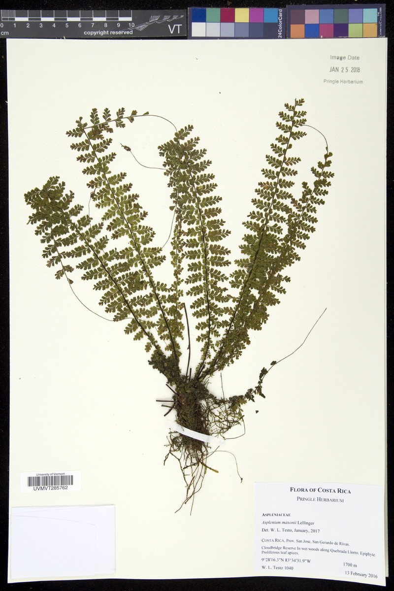 Asplenium maxonii photo 2