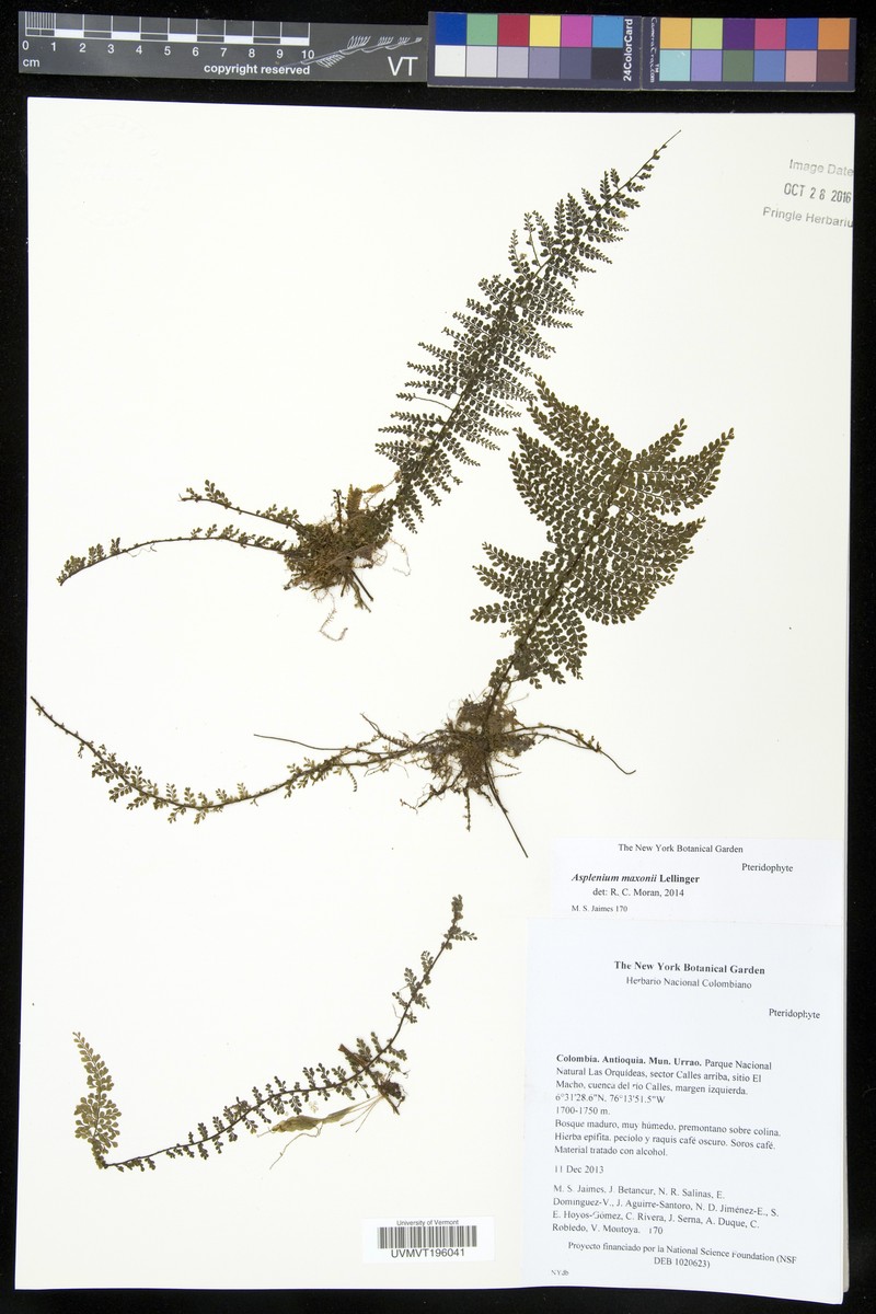 Asplenium maxonii photo 3