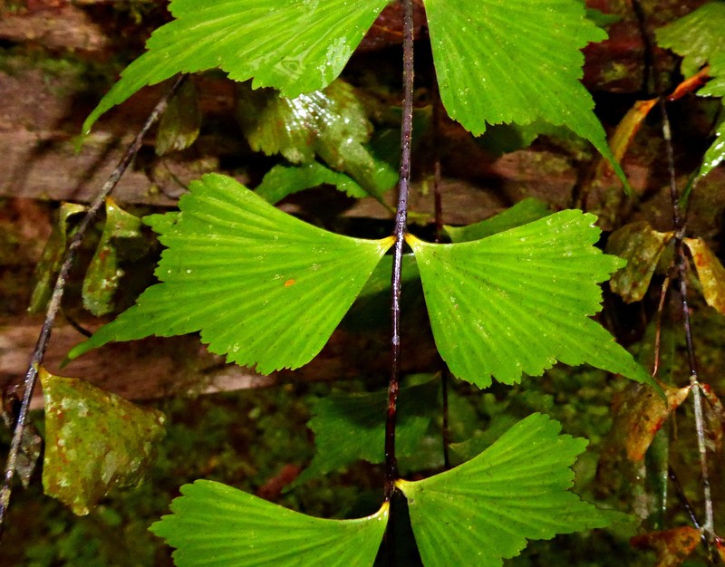 Asplenium megalura