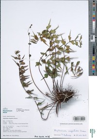 Asplenium megalura