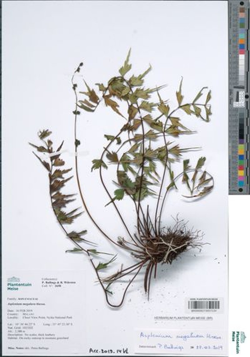 Asplenium megalura