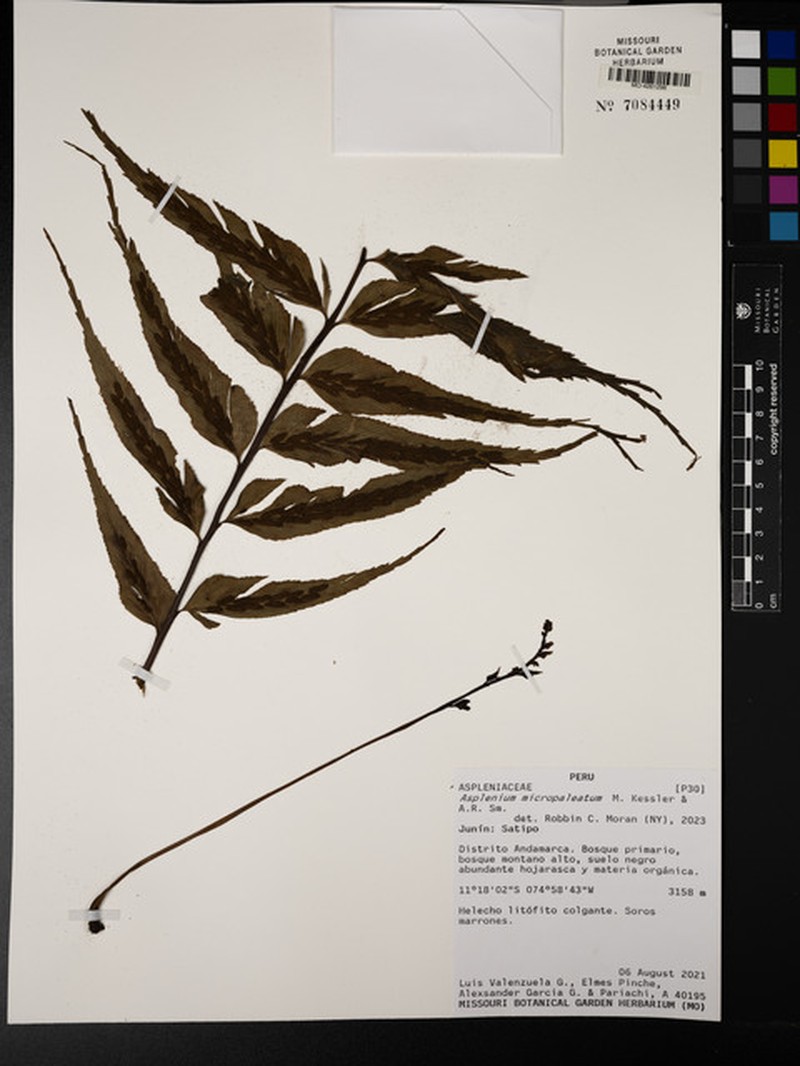 Asplenium micropaleatum photo 2