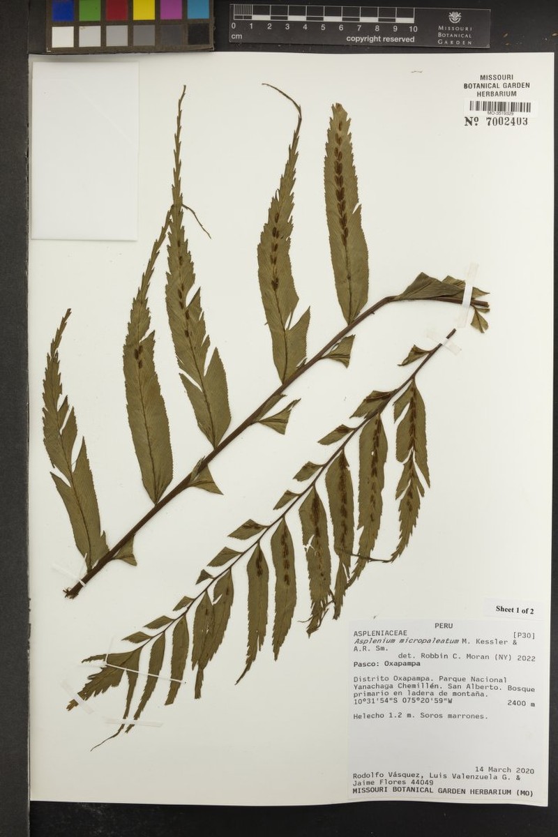Asplenium micropaleatum photo 3