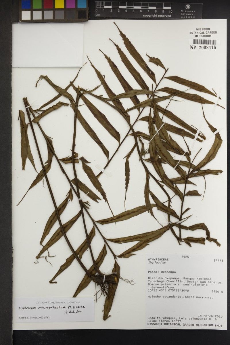 Asplenium micropaleatum photo 4