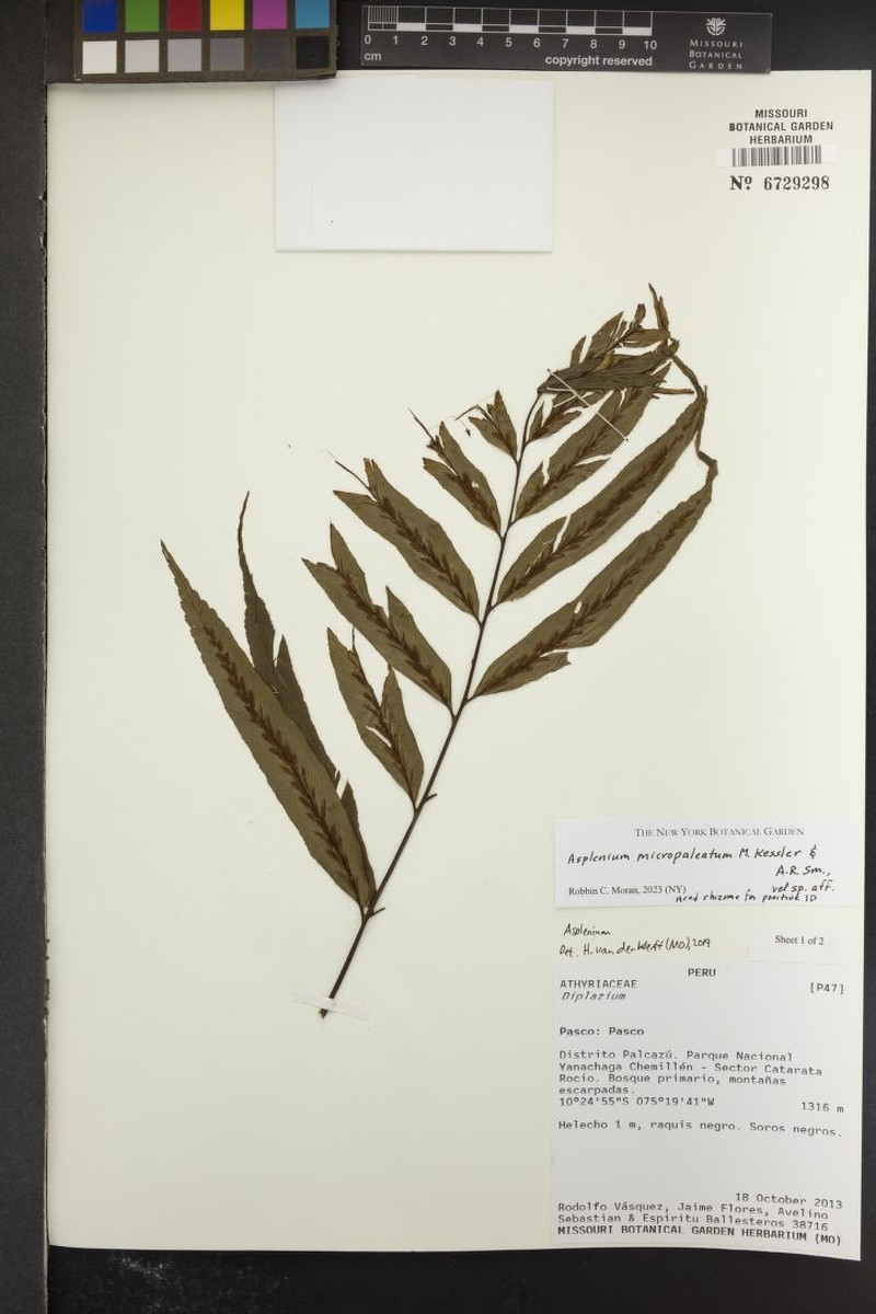 Asplenium micropaleatum photo 5