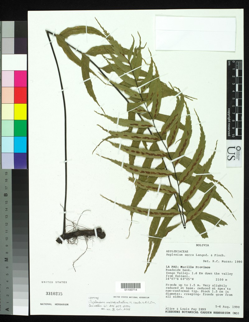 Asplenium micropaleatum