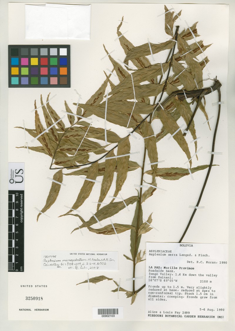 Asplenium micropaleatum photo 6