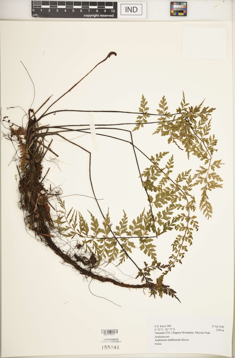 Asplenium mildbraedii