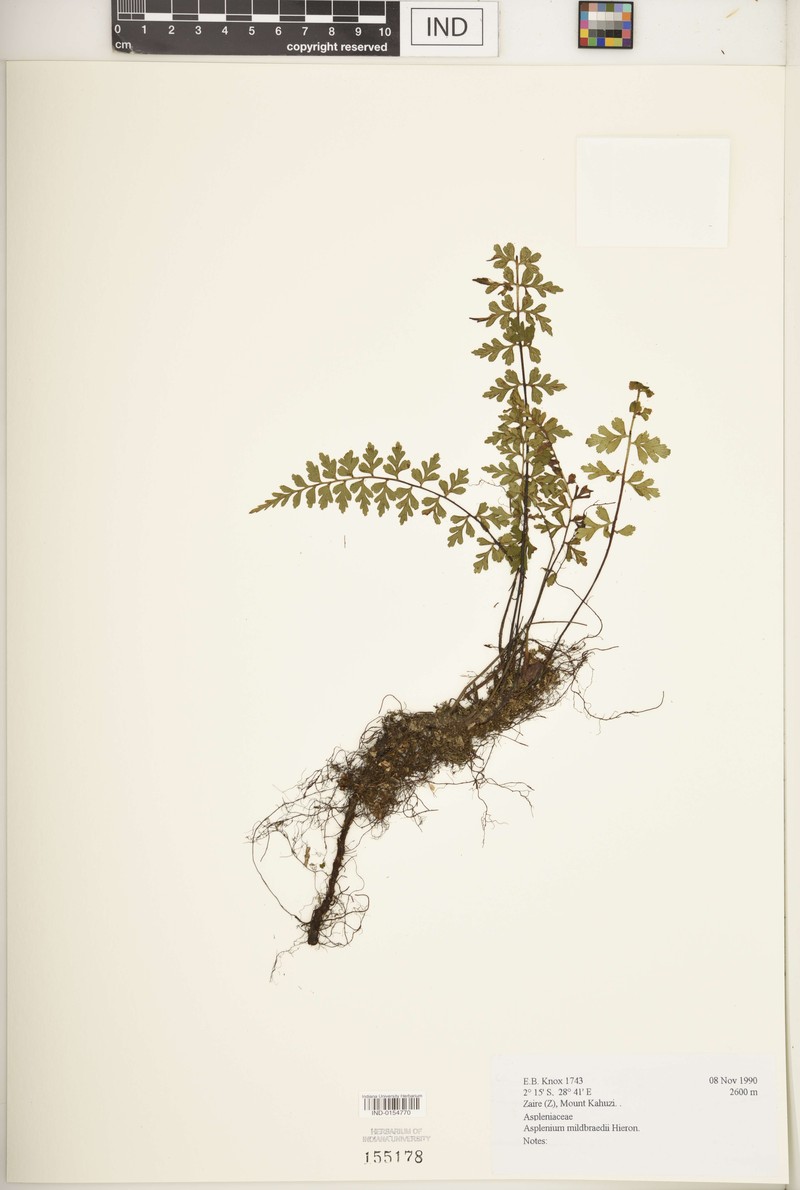 Asplenium mildbraedii photo 2